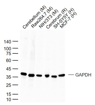 GAPDH Rabbit Polyclonal Antibody (Loading Control)