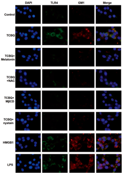 TLR4 Rabbit Polyclonal Antibody