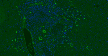 CD31 Mouse Monoclonal Antibody