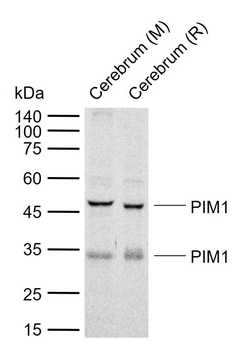 PIM1 Rabbit Polyclonal Antibody