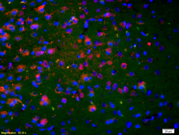 Neurokinin A Rabbit Polyclonal Antibody