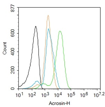 Acrosin Rabbit Polyclonal Antibody