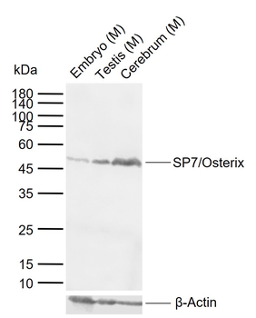 SP7/Osterix Rabbit Polyclonal Antibody