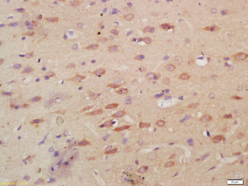 MPO Rabbit Polyclonal Antibody