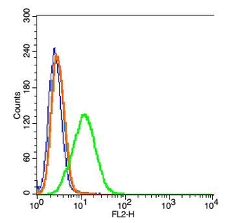 Neutrophil Elastase Rabbit Polyclonal Antibody