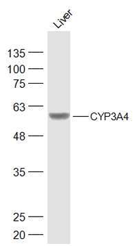 CYP3A4 Rabbit Polyclonal Antibody