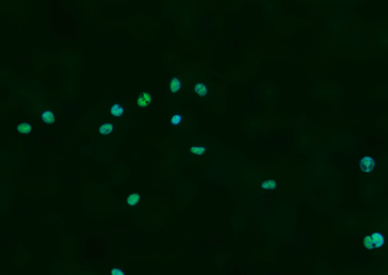 Phospho-Nrf2 (Ser40) Recombinant Rabbit Monoclonal Antibody