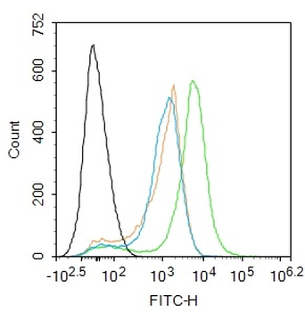 Phospho-E2F1 (Ser337) Rabbit Polyclonal Antibody