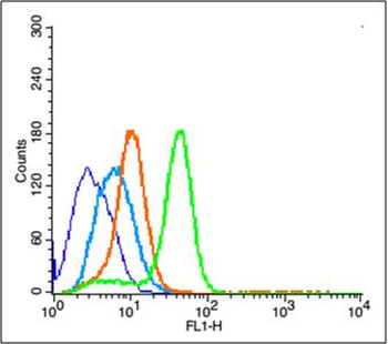 Phospho-ERK1/2 (Thr202 + Tyr204) Rabbit Polyclonal Antibody