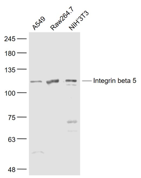 Integrin beta 5 Rabbit Polyclonal Antibody