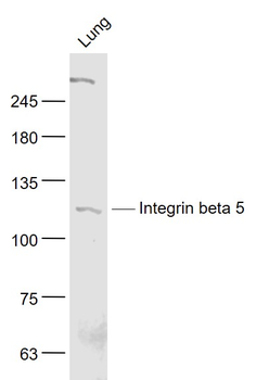Integrin beta 5 Rabbit Polyclonal Antibody