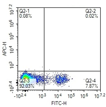 Human CD20 Mouse Monoclonal Antibody