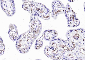 Human CD34 Mouse Monoclonal Antibody