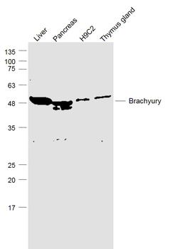 Brachyury Rabbit Polyclonal Antibody