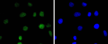 IRF2 Recombinant Rabbit Monoclonal Antibody