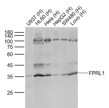 FPRL1 Rabbit Polyclonal Antibody