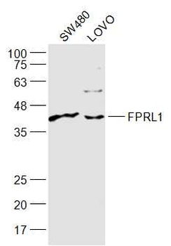 FPRL1 Rabbit Polyclonal Antibody