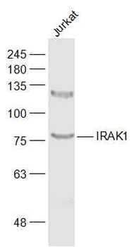 IRAK1 Rabbit Polyclonal Antibody