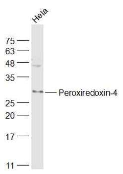 Peroxiredoxin-4 Rabbit Polyclonal Antibody