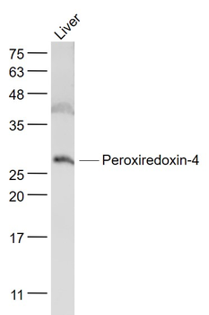 Peroxiredoxin-4 Rabbit Polyclonal Antibody