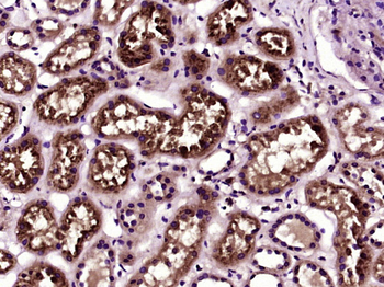 Cystatin C Mouse Monoclonal Antibody