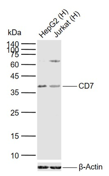 CD7 Rabbit Polyclonal Antibody