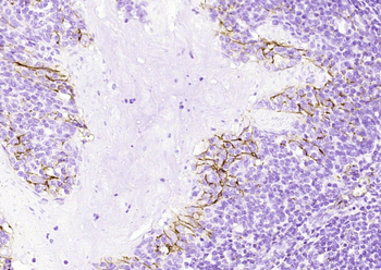 CD31 (ready to use) Mouse Monoclonal Antibody