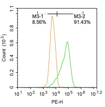 Hsc70 Rabbit Polyclonal Antibody