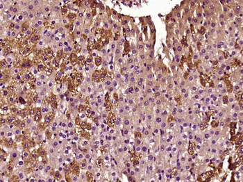 IDH2 Rabbit Polyclonal Antibody