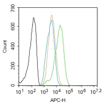 Phospho-IKB alpha (Tyr305) Rabbit Polyclonal Antibody
