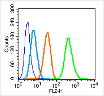 Phospho-IRS1 (Ser307) Rabbit Polyclonal Antibody