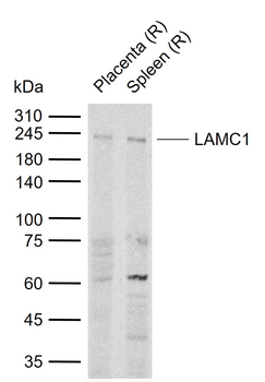 LAMC1 Rabbit Polyclonal Antibody