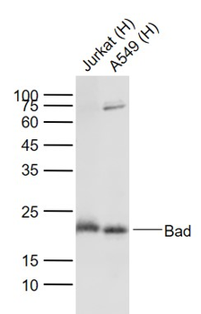 Bad Recombinant Rabbit Monoclonal Antibody