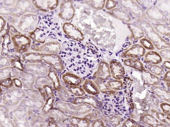Cytochrome C Recombinant Rabbit Monoclonal Antibody