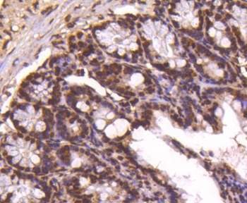 Histone H4 Recombinant Rabbit Monoclonal Antibody
