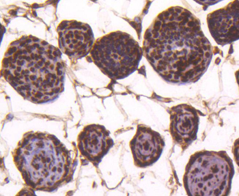 Histone H4 Recombinant Rabbit Monoclonal Antibody