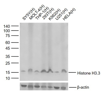 Histone H3.3 Recombinant Rabbit Monoclonal Antibody