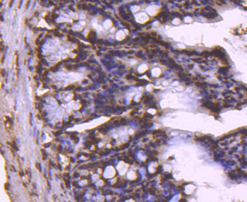 Histone H2B Recombinant Rabbit Monoclonal Antibody