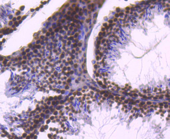 Histone H2B Recombinant Rabbit Monoclonal Antibody