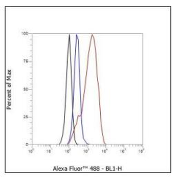 Cdk6 Recombinant Rabbit Monoclonal Antibody
