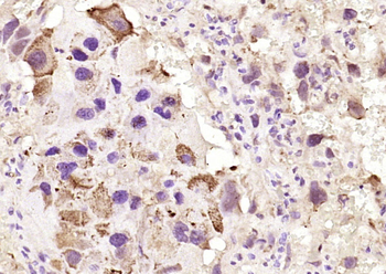 GPX3 Rabbit Polyclonal Antibody
