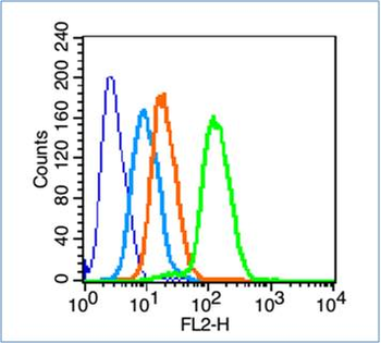 Phospho-C-Myc (Thr358) Rabbit Polyclonal Antibody
