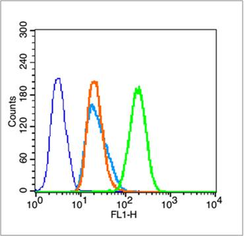 Phospho-Beta-Catenin (Ser33 + Ser37) Rabbit Polyclonal Antibody