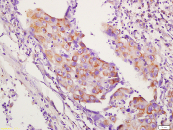 CD134 Rabbit Polyclonal Antibody