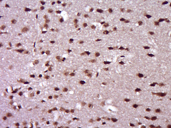 Cdc25A Rabbit Polyclonal Antibody