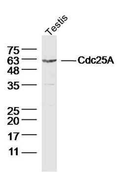 Cdc25A Rabbit Polyclonal Antibody