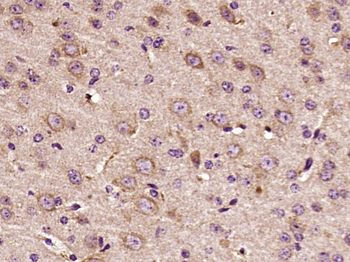 Phospho-ERBB3 (Tyr1289) Rabbit Polyclonal Antibody