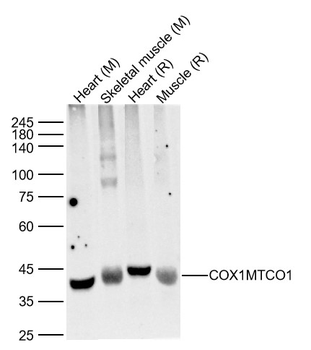 COX1/MTCO1 Rabbit Polyclonal Antibody