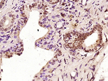 C-REL Rabbit Polyclonal Antibody