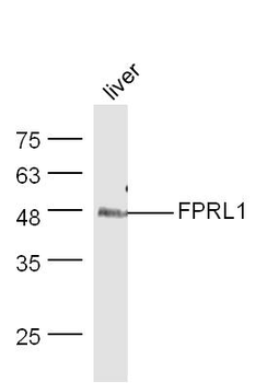 FPRL1 Rabbit Polyclonal Antibody